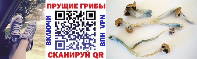 Галлюциногенные грибы Cubensis  Сосновка 